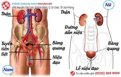 đường tiết niệu nam nữ