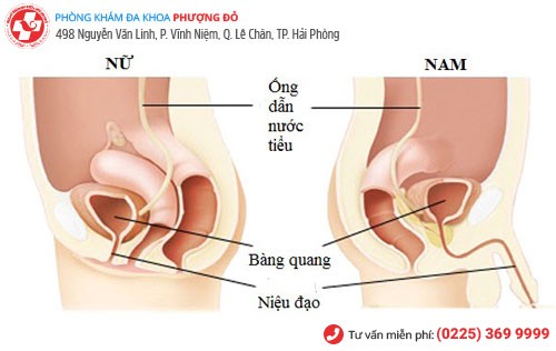 Viêm niệu đạo ở cả nam và nữ