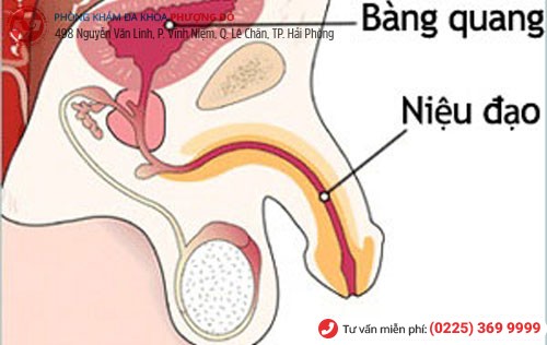 Vị trí niệu đạo ở nam giới